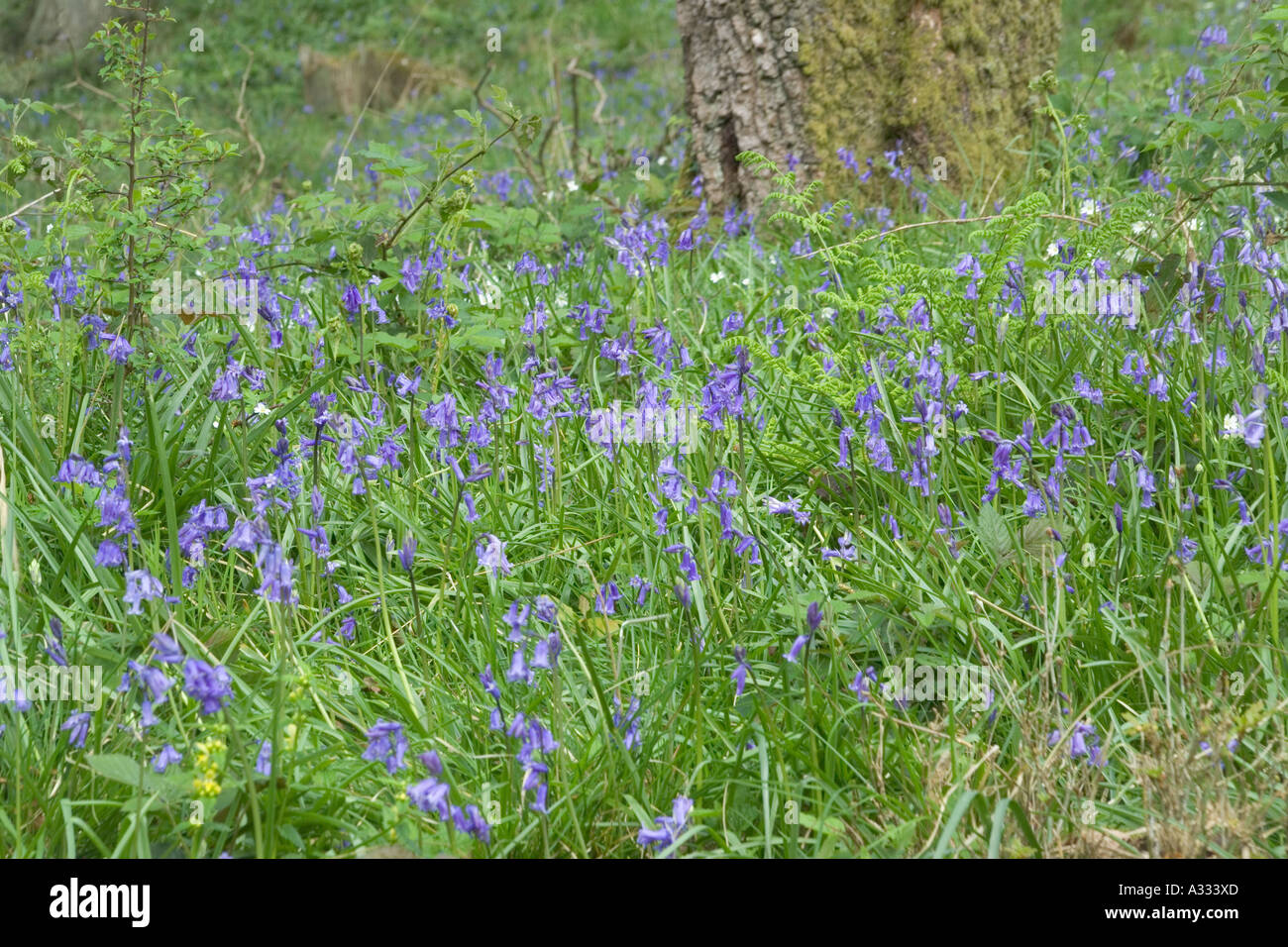 Frühling-Wälder bei Cannop in den Wald des Dekans, Gloucestershire Stockfoto