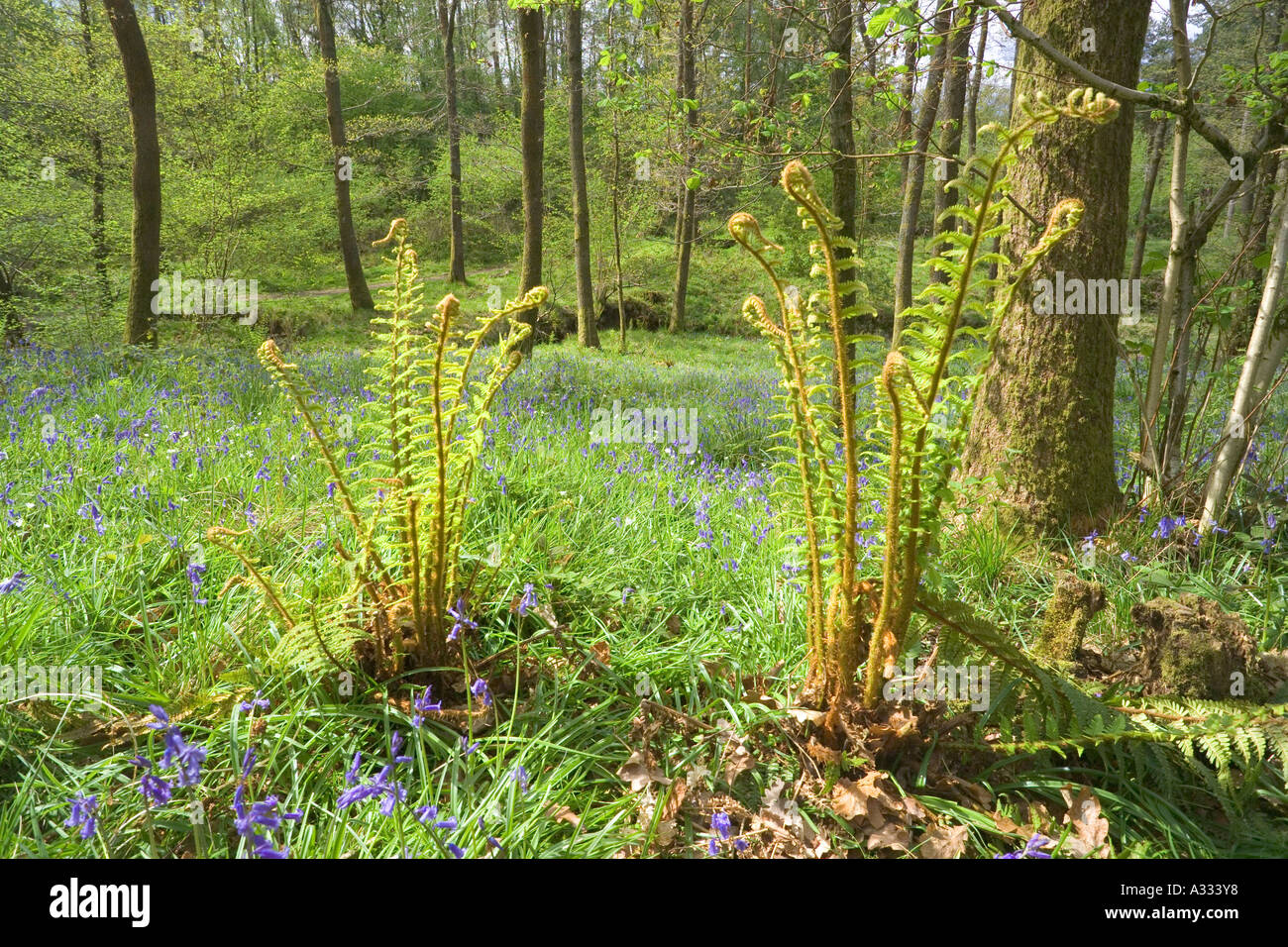 Frühling-Wälder bei Cannop in den Wald des Dekans, Gloucestershire Stockfoto