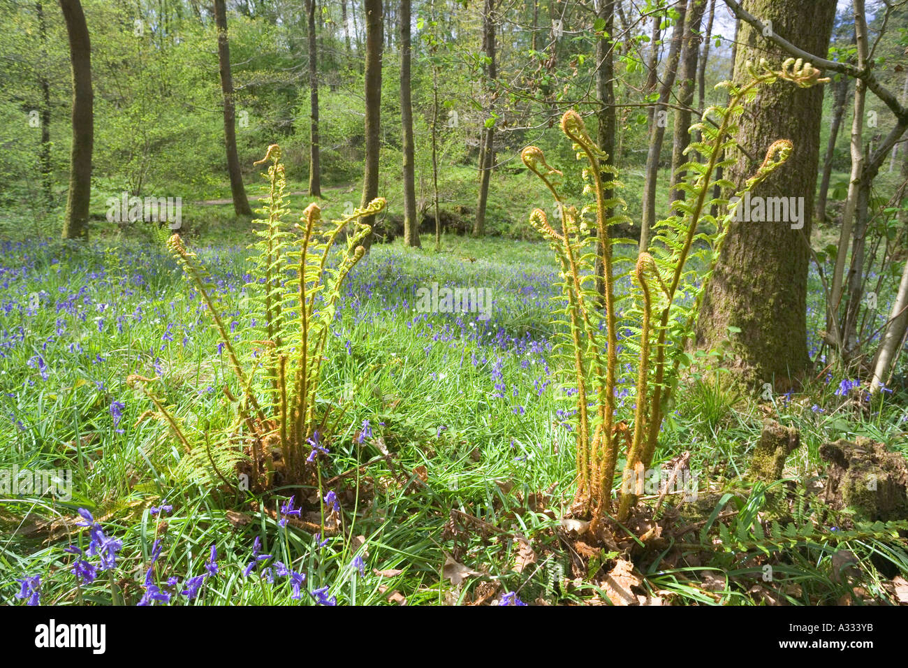 Frühling-Wälder bei Cannop in den Wald des Dekans, Gloucestershire Stockfoto