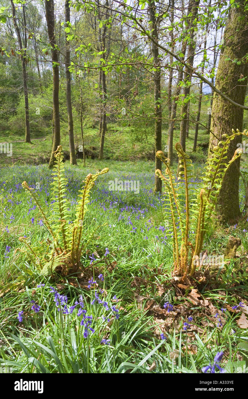 Frühling-Wälder bei Cannop in den Wald des Dekans, Gloucestershire Stockfoto