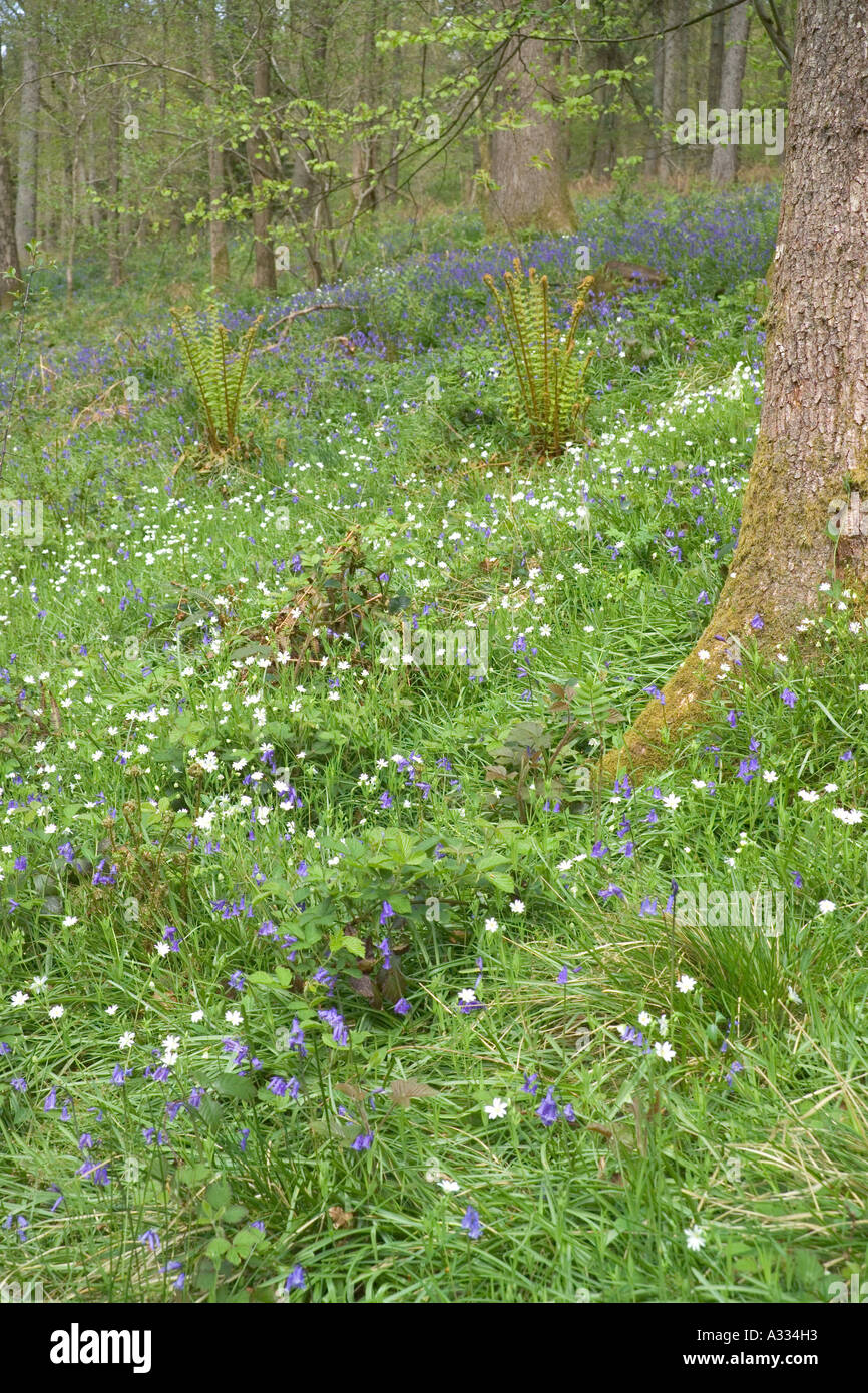 Frühling-Wälder bei Cannop in den Wald des Dekans, Gloucestershire Stockfoto