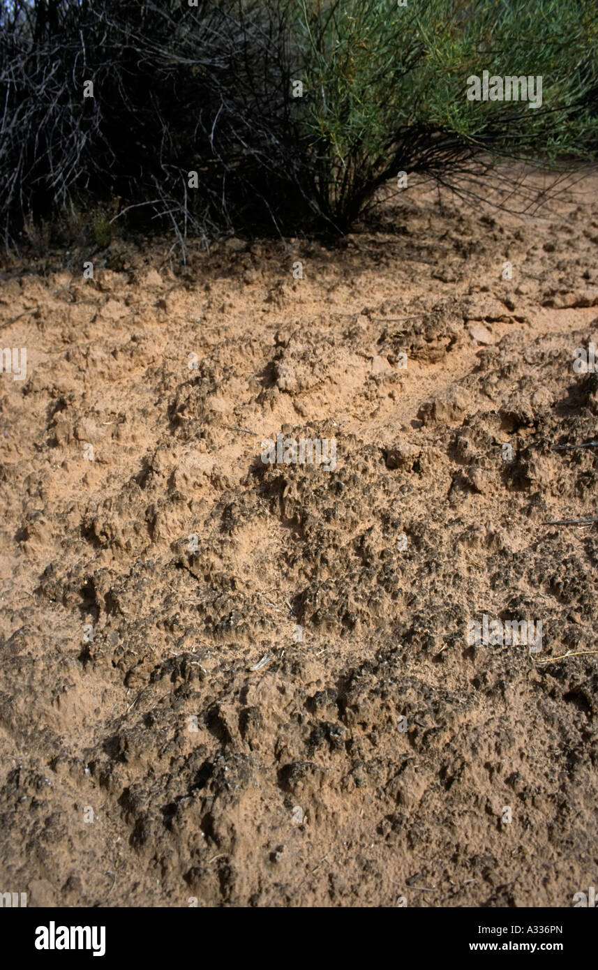 Kryptogamischen Boden bestehend aus Mikroben, die den Boden Struktur zusammen Canyonlands Utah USA binden Stockfoto