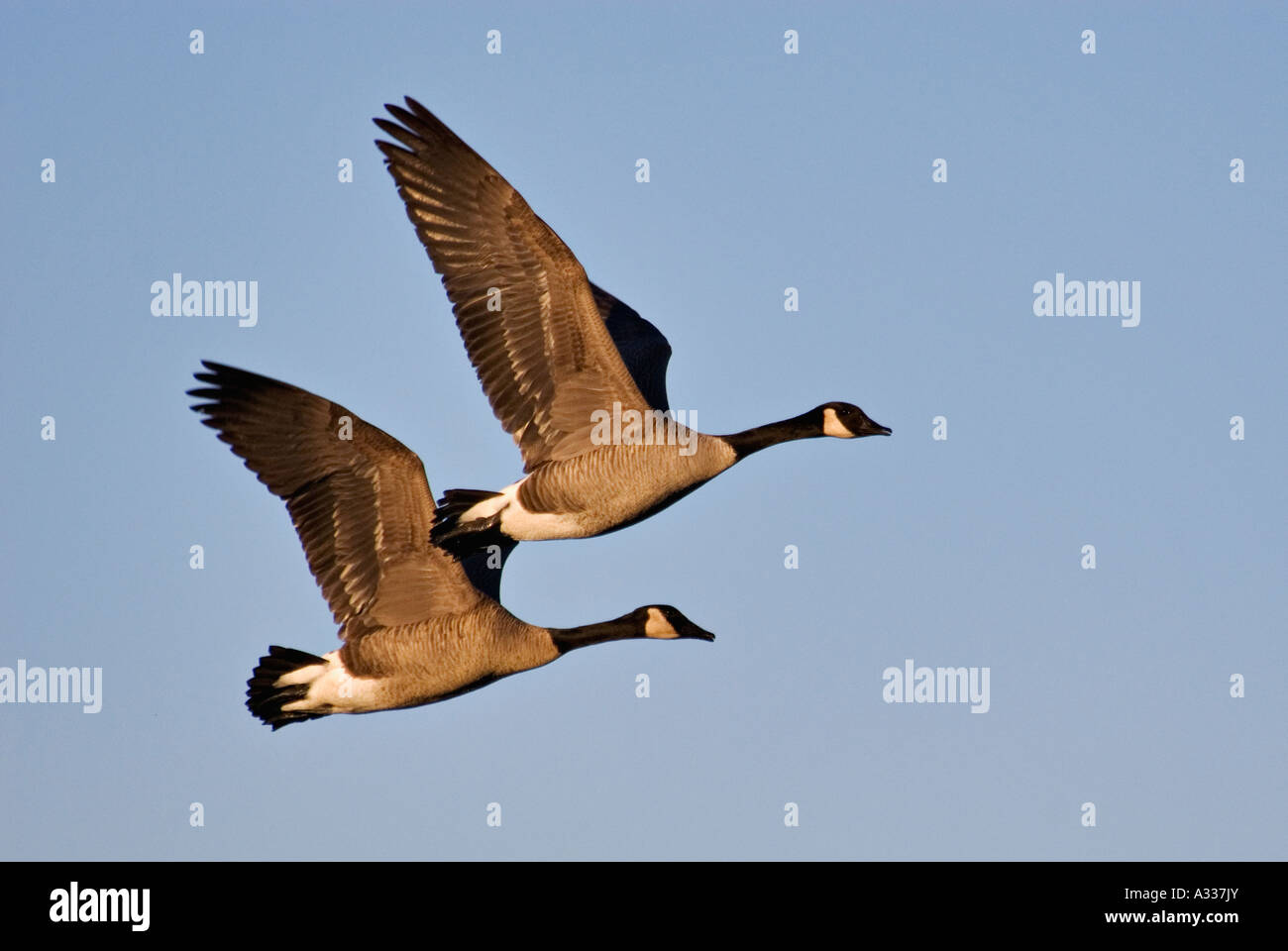 Späten Nachmittag Licht auffällig paar von Kanada Gänse Branta Canadensis im Flug Southern Indiana Stockfoto