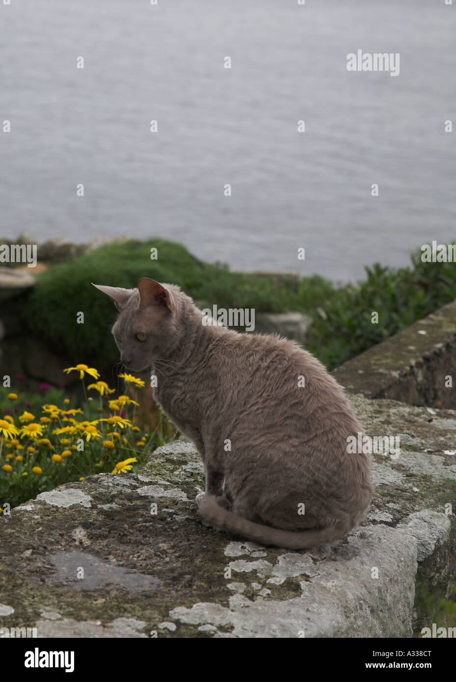 Cornish Rex-Katze saß auf einer Gartenmauer mit Blick aufs Meer Mousehole Cornwall UK Stockfoto