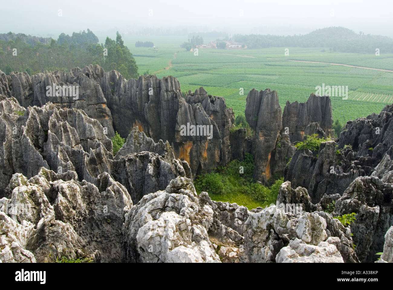 Erosion durch Wasser Karst Limesone flankieren Formationen Ackerland an der schwarzen Steinwald Shilin, Yunnan Provinz, China. Stockfoto