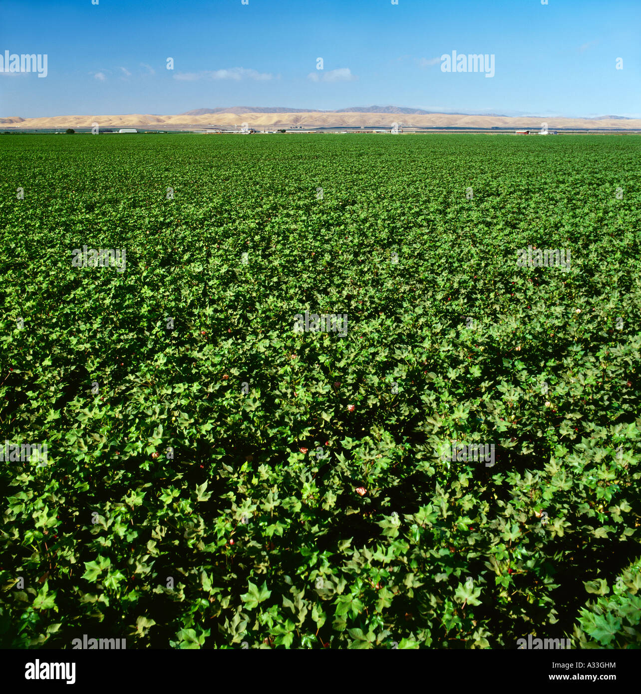Landwirtschaft - Mitte Wachstumsfeld Blüte Stufe Baumwolle / in der Nähe von Los Banos, Kalifornien, USA. Stockfoto