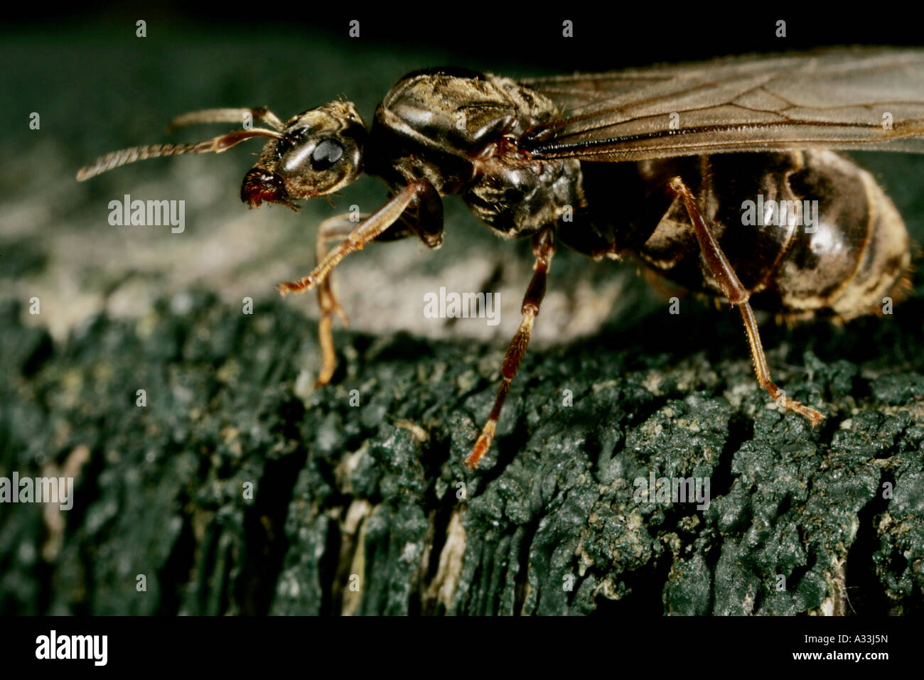 fliegende Ameise Vorbereitung nehmen Sie nach dem coming out der Nest extreme Makro Stockfoto