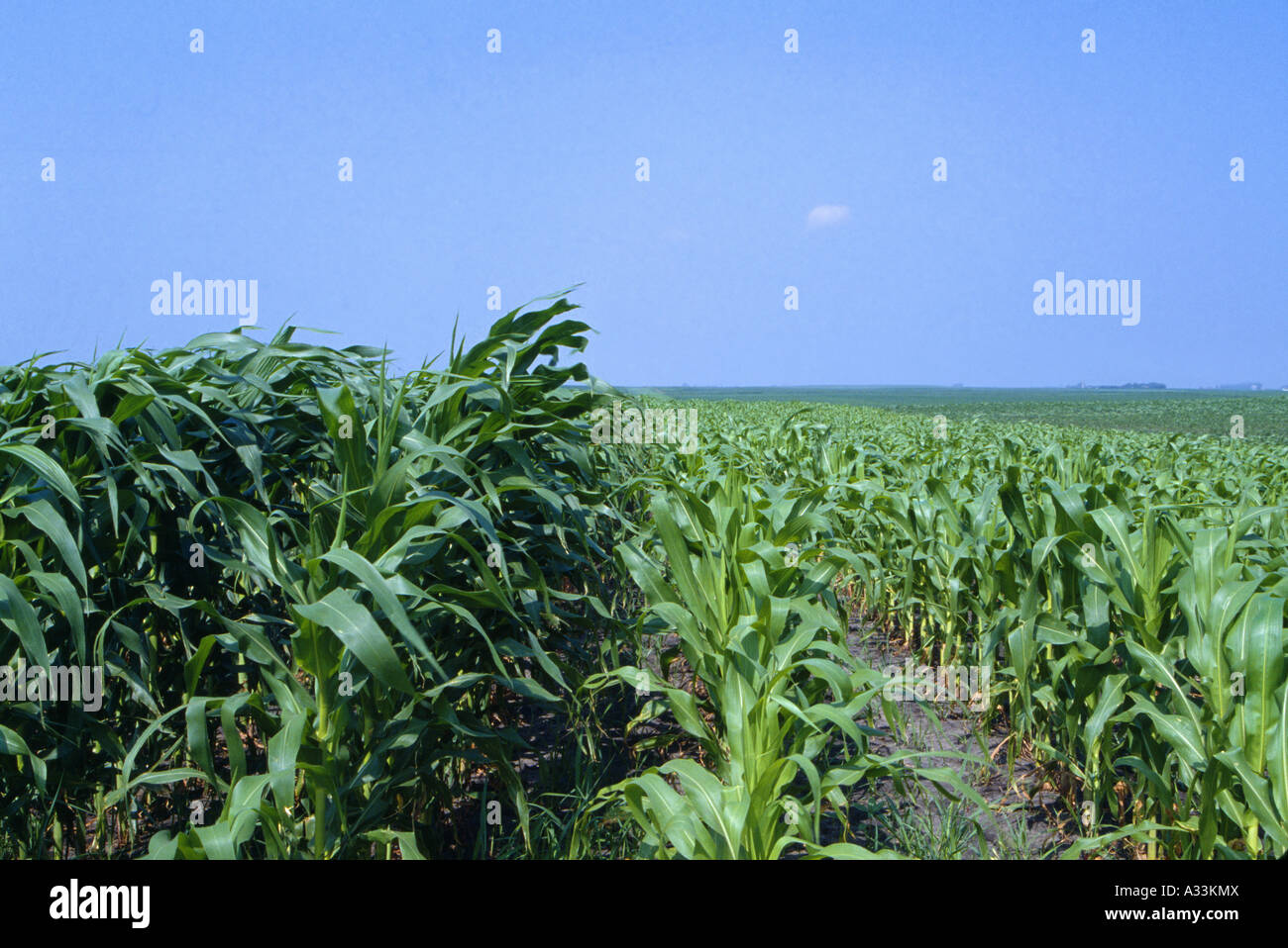 Mais dngung -Fotos und -Bildmaterial in hoher Auflsung  Alamy
