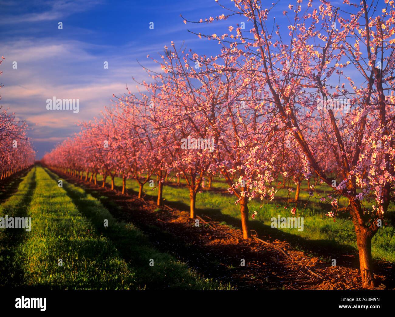 Pfirsich Obstgärten blühen in der Nähe von Yuba City, Nord-Kalifornien. Stockfoto
