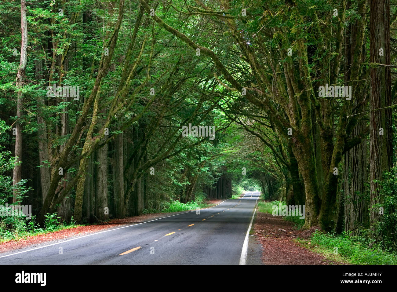 Die Avenue of Giants, Humboldt Redwoods State Park, Nord-Kalifornien. Stockfoto