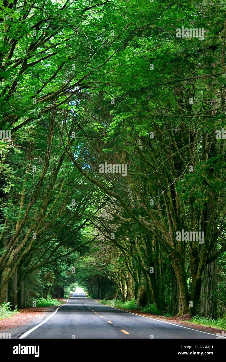 Die Avenue of Giants, Humboldt Redwoods State Park, Nord-Kalifornien. Stockfoto