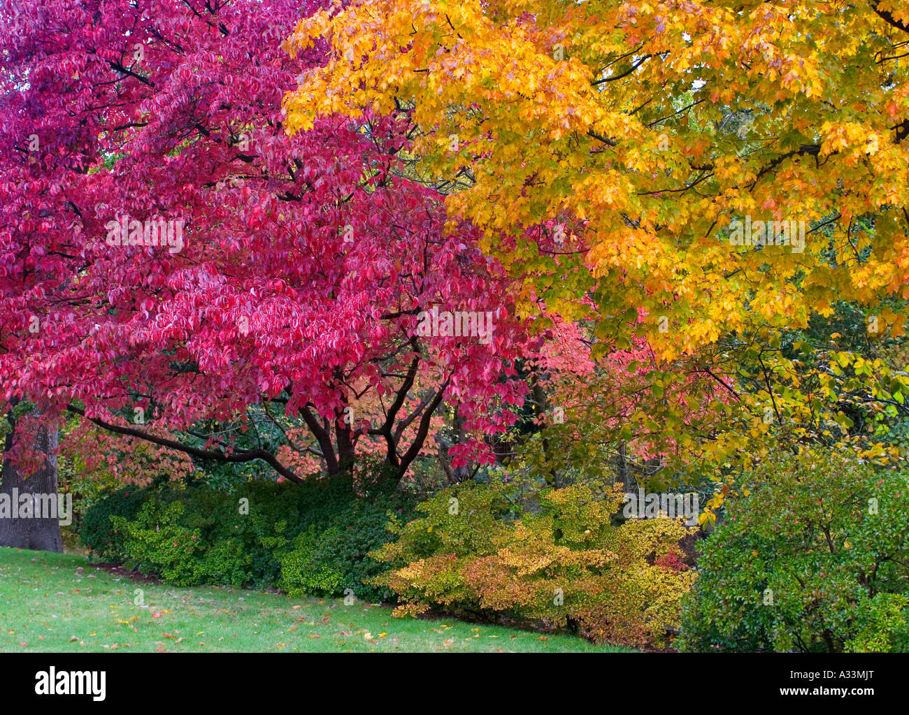 Helle Farben des Herbstes auf dem Chico State University Campus, Chico, Kalifornien. Stockfoto
