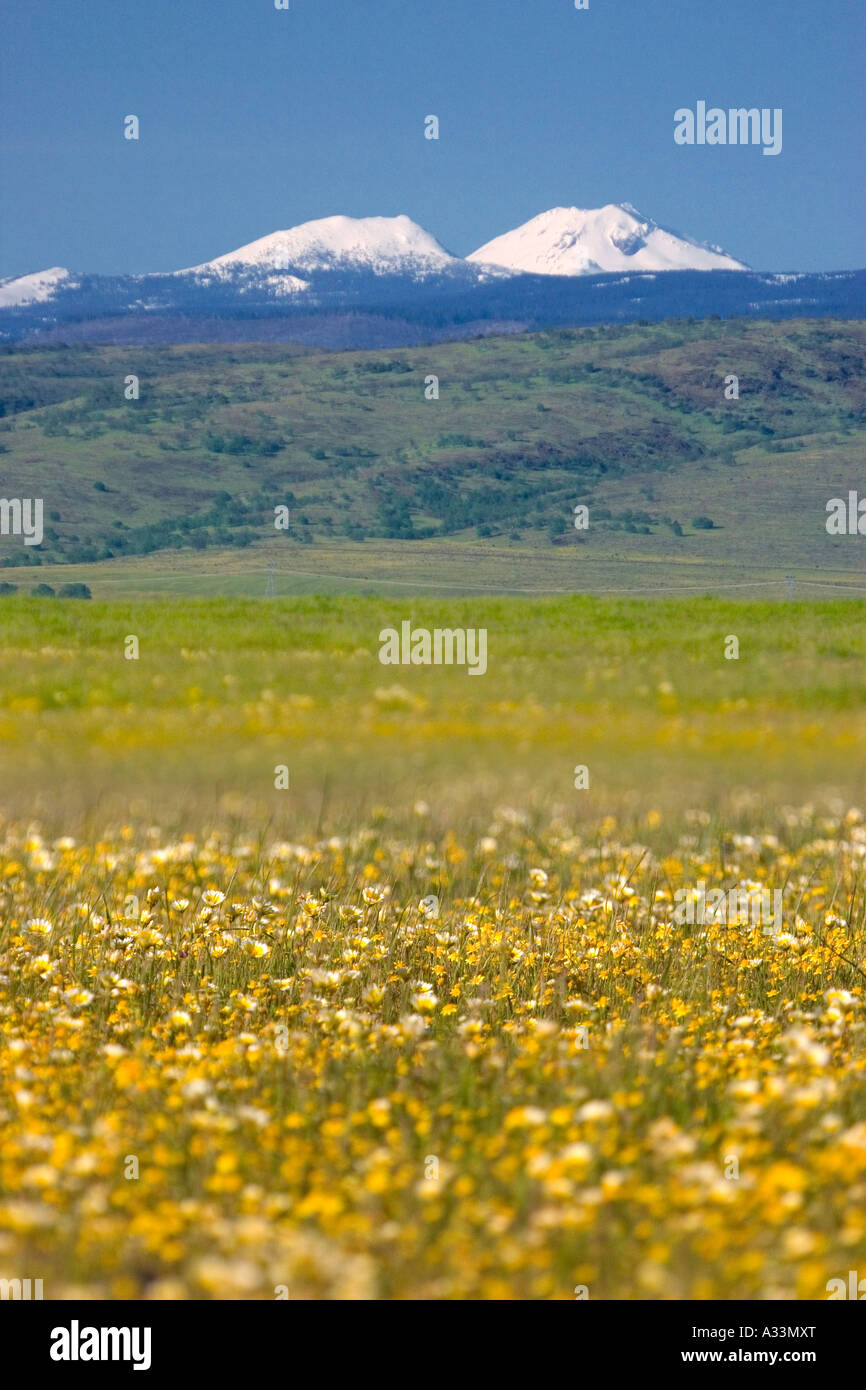 Wildblumen Teppich Vina Plains mit Mount Lassen im Hintergrund, Nord-Kalifornien. Stockfoto