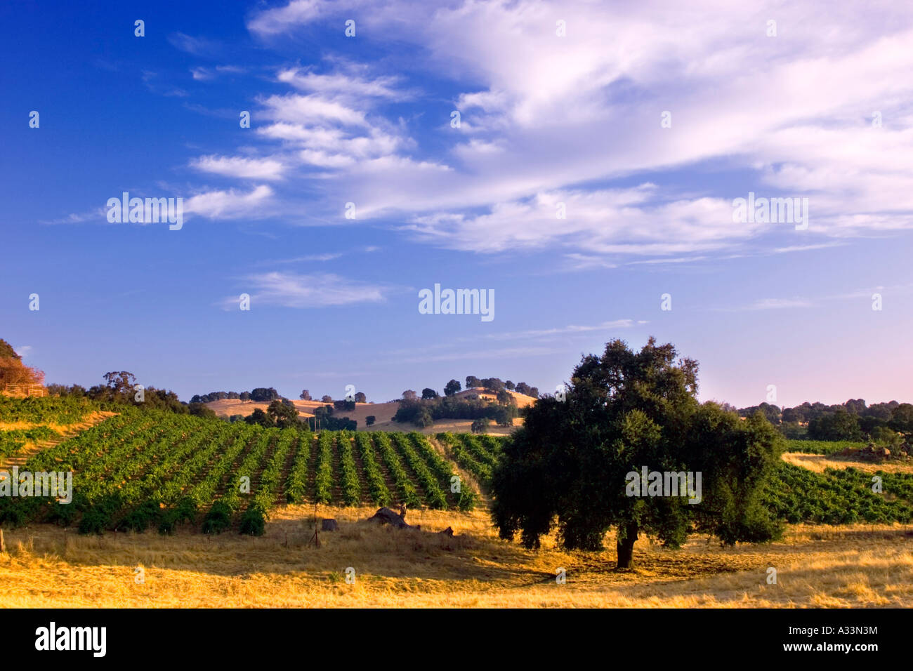 Wein Trauben Weinbergen in den sanften Hügeln des Shenandoah Valley von den Ausläufern der Sierra Nevada, California. Stockfoto