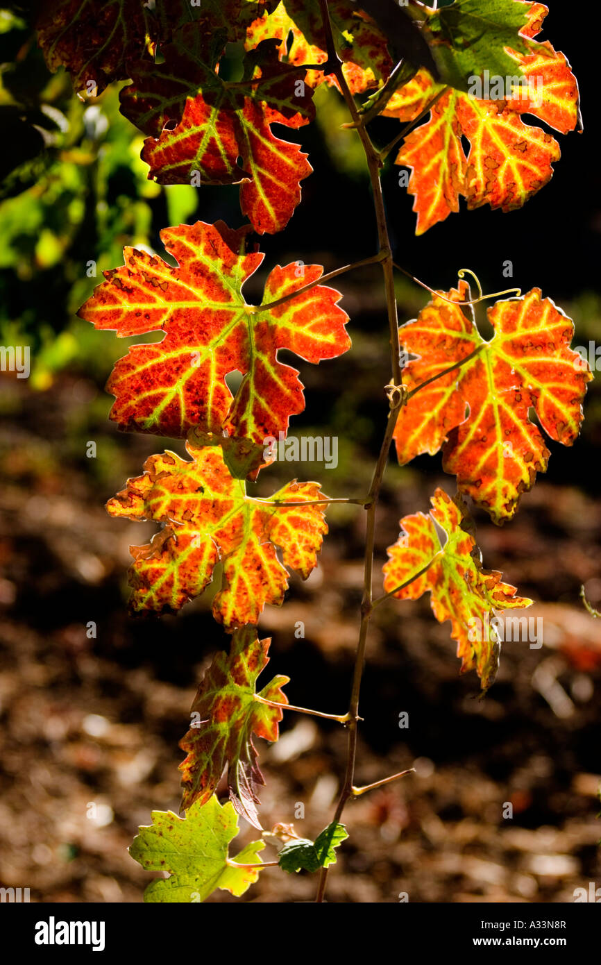 Wein Traubenblätter rot im Herbst in Sacramento Senke von Nordkalifornien. Stockfoto