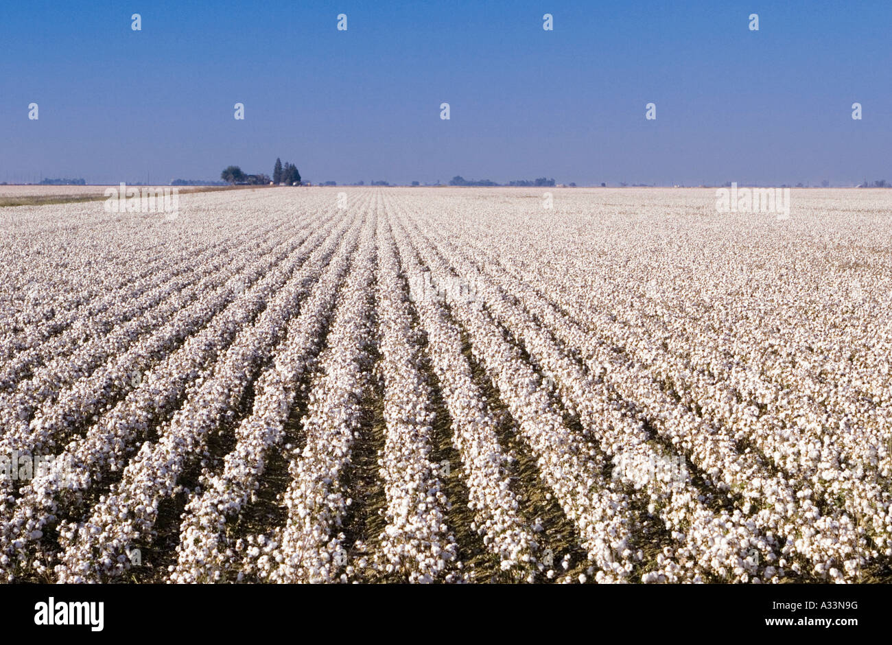 Reihen von Reife Baumwolle, Sacramento Valley, Nord-Kalifornien. Stockfoto