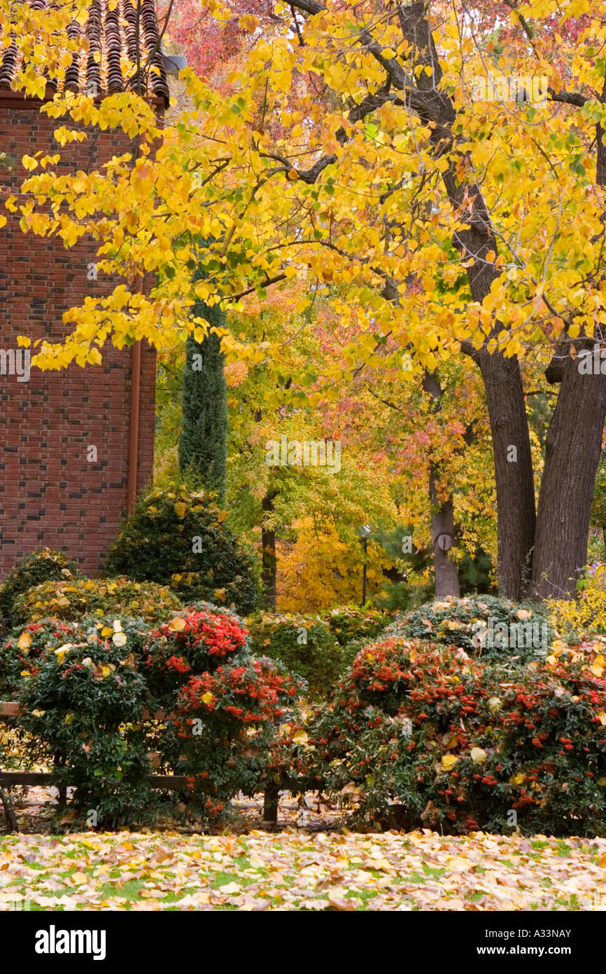 Herbstfarben erscheinen auf dem Chico State University Campus in Chico, Kalifornien. Stockfoto