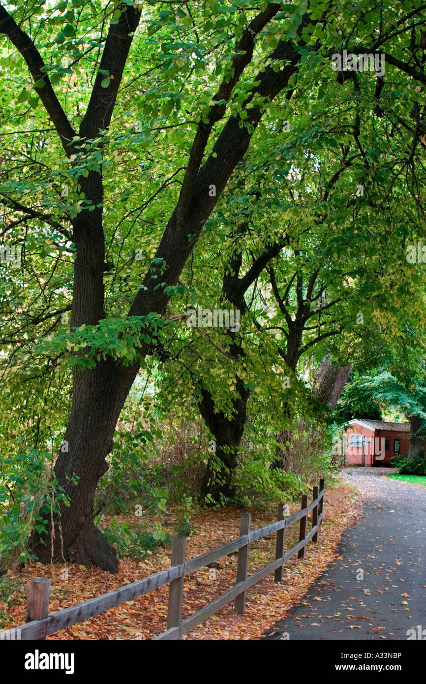 Herbstfarben erscheinen auf dem Chico State University Campus in Chico, Kalifornien. Stockfoto
