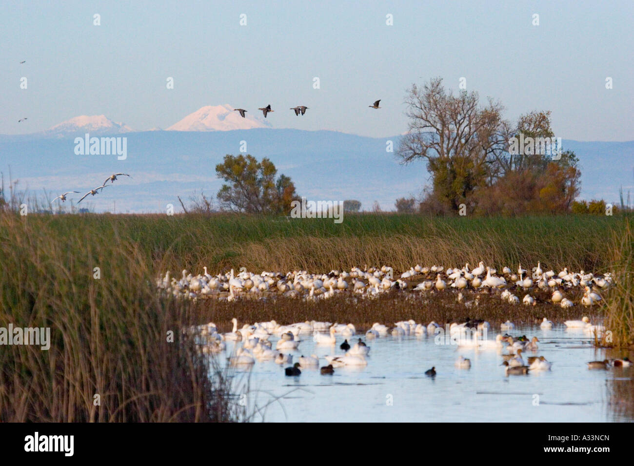 Schnee-Gänse und Enten in der Sacramento National Wildlife Refuge, mit Mount Lassen im Hintergrund. Nord-Kalifornien. Stockfoto