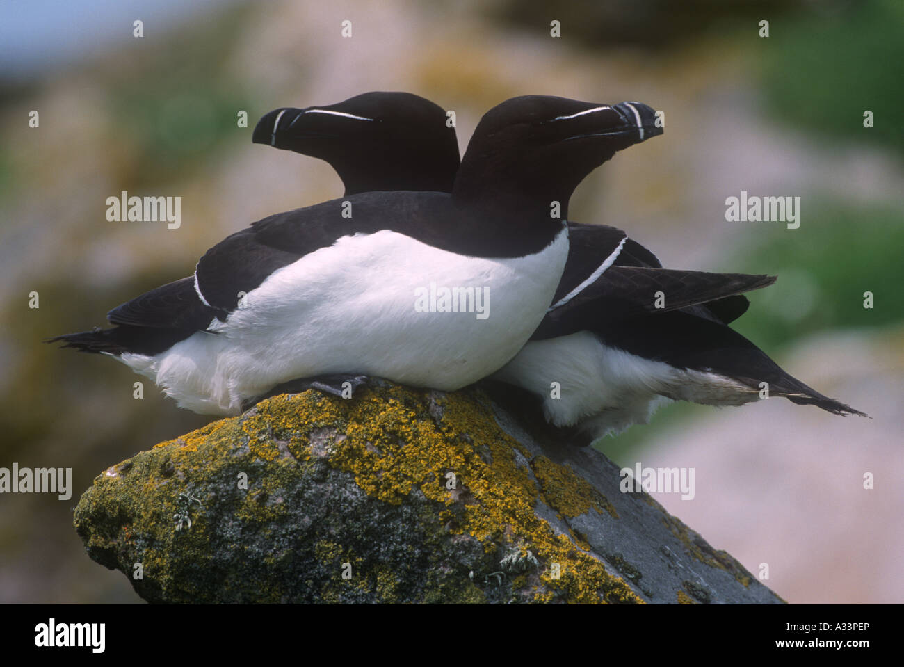 Tordalken Vögel Natur Wales UK Stockfoto