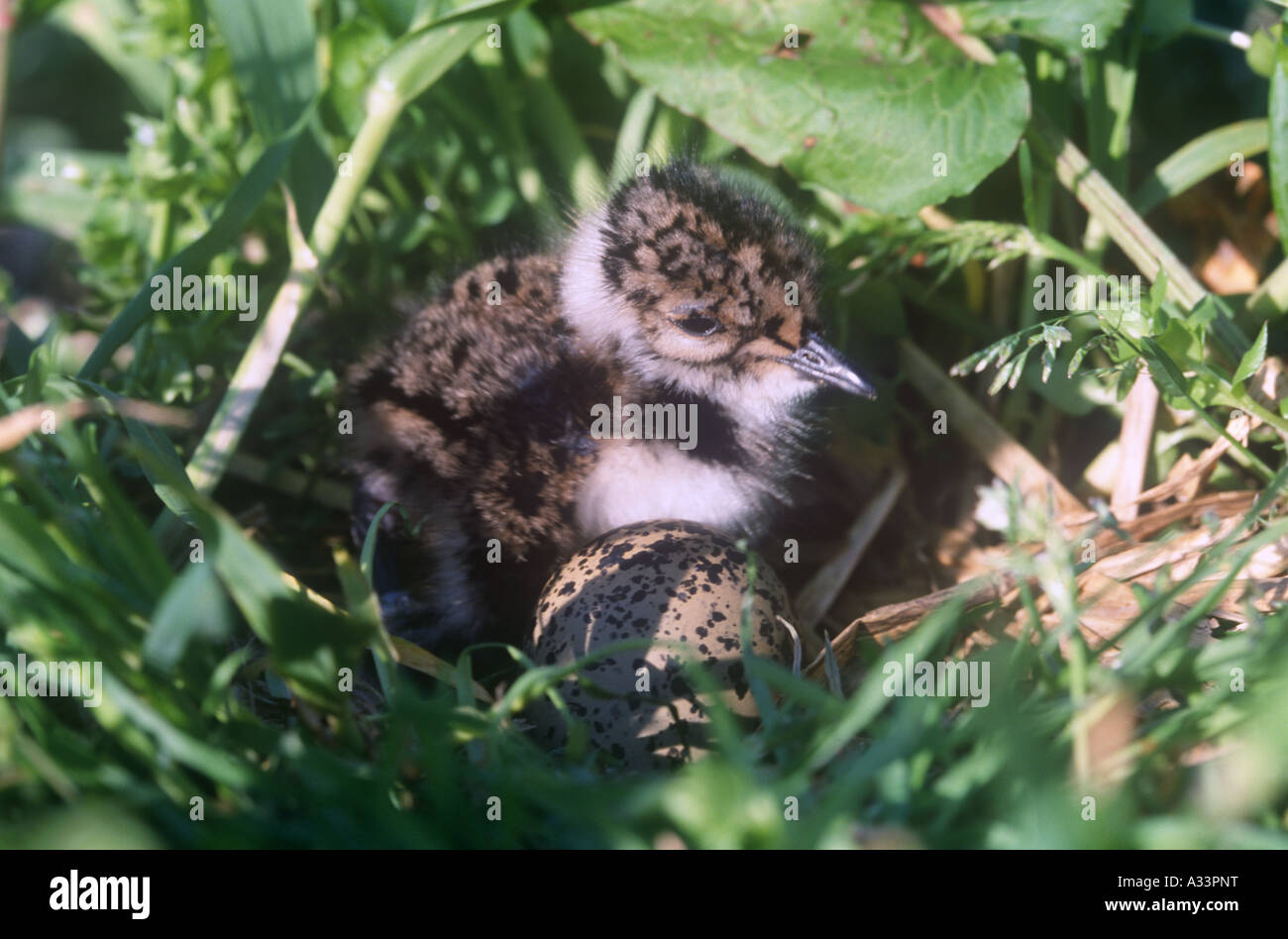 Junger Kiebitz und Ei im Nest Vögel Natur Wales Stockfoto