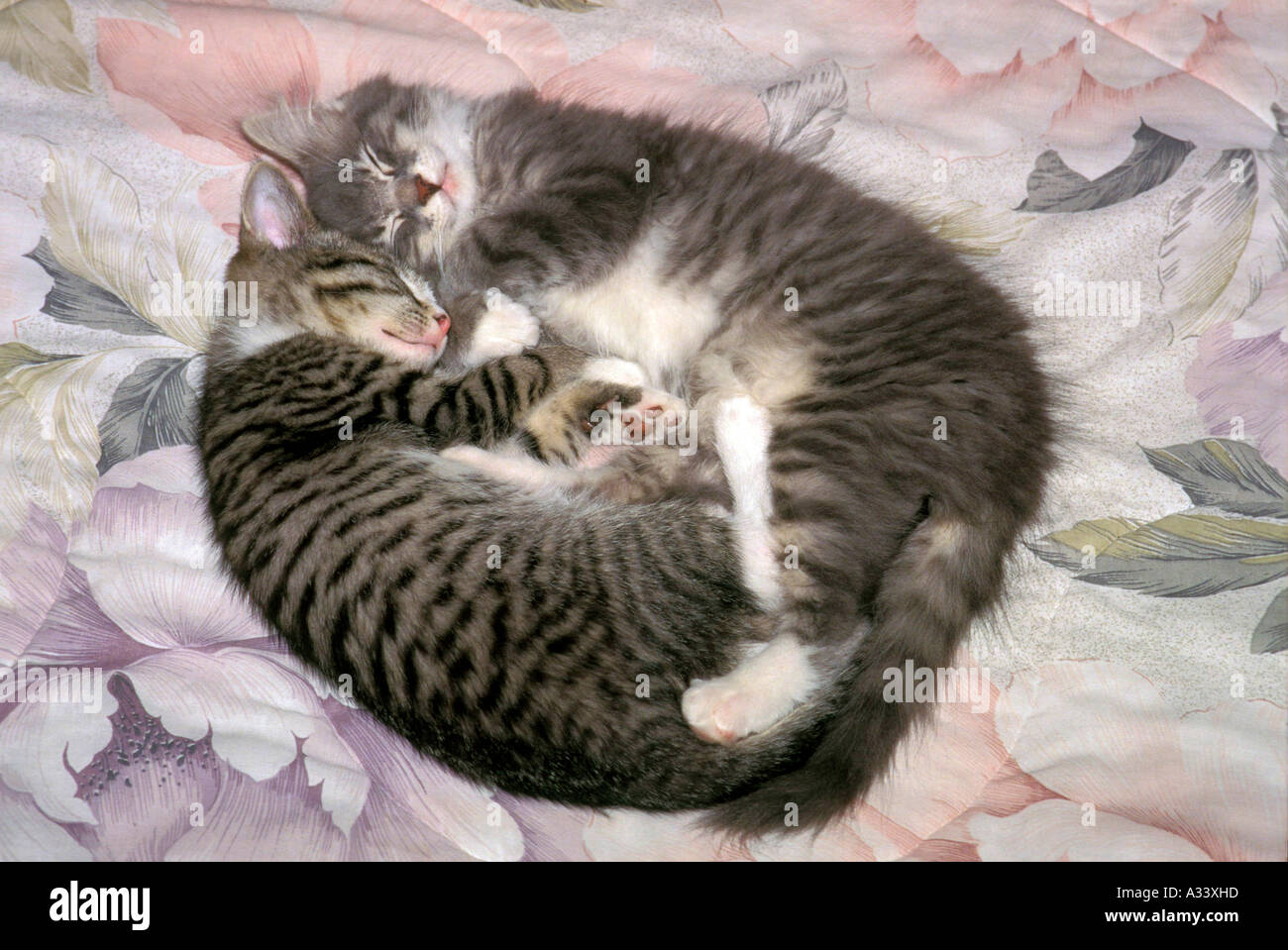 Kätzchen schlafen PR273 526 Stockfoto