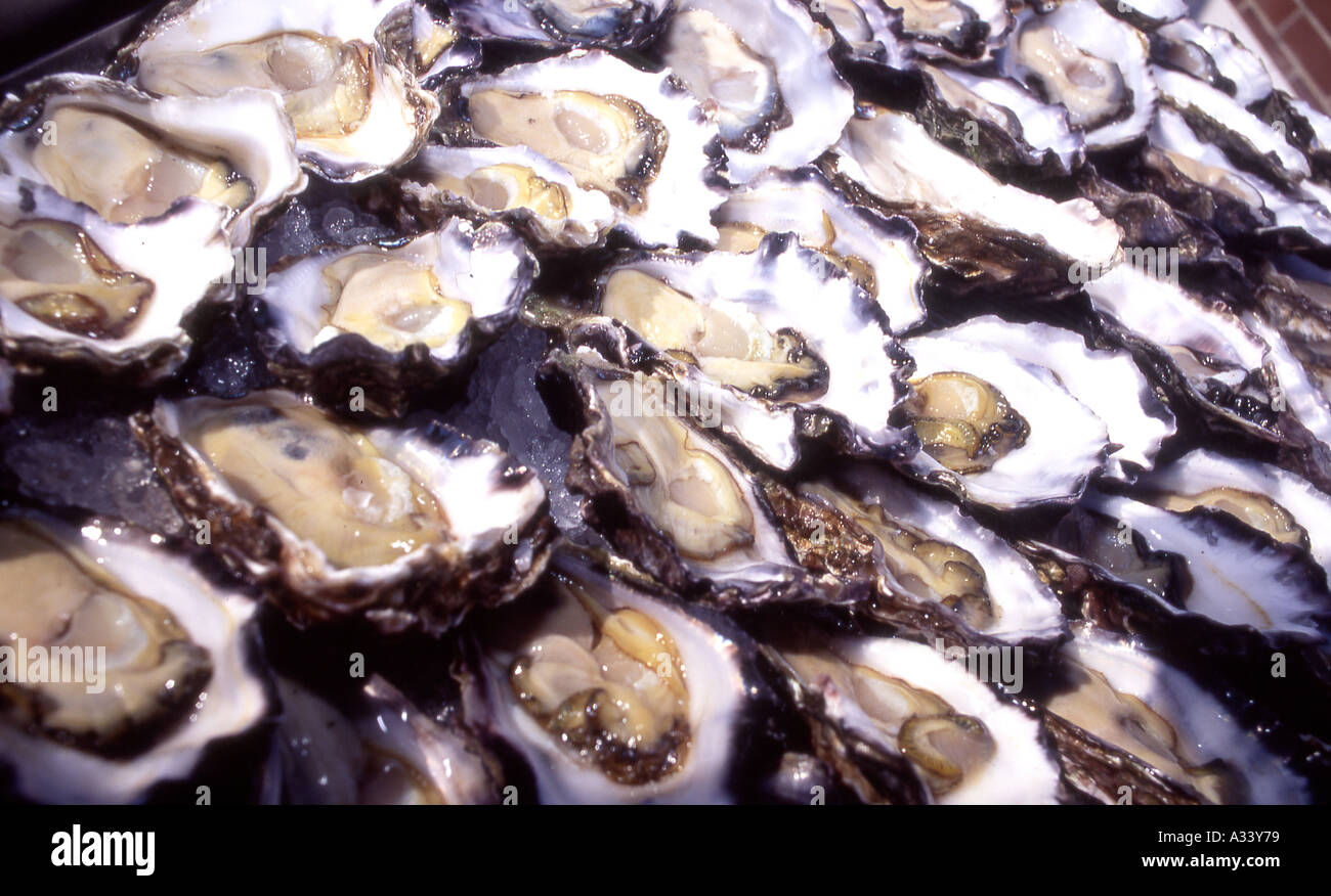 Sydney Felsenaustern Stockfoto