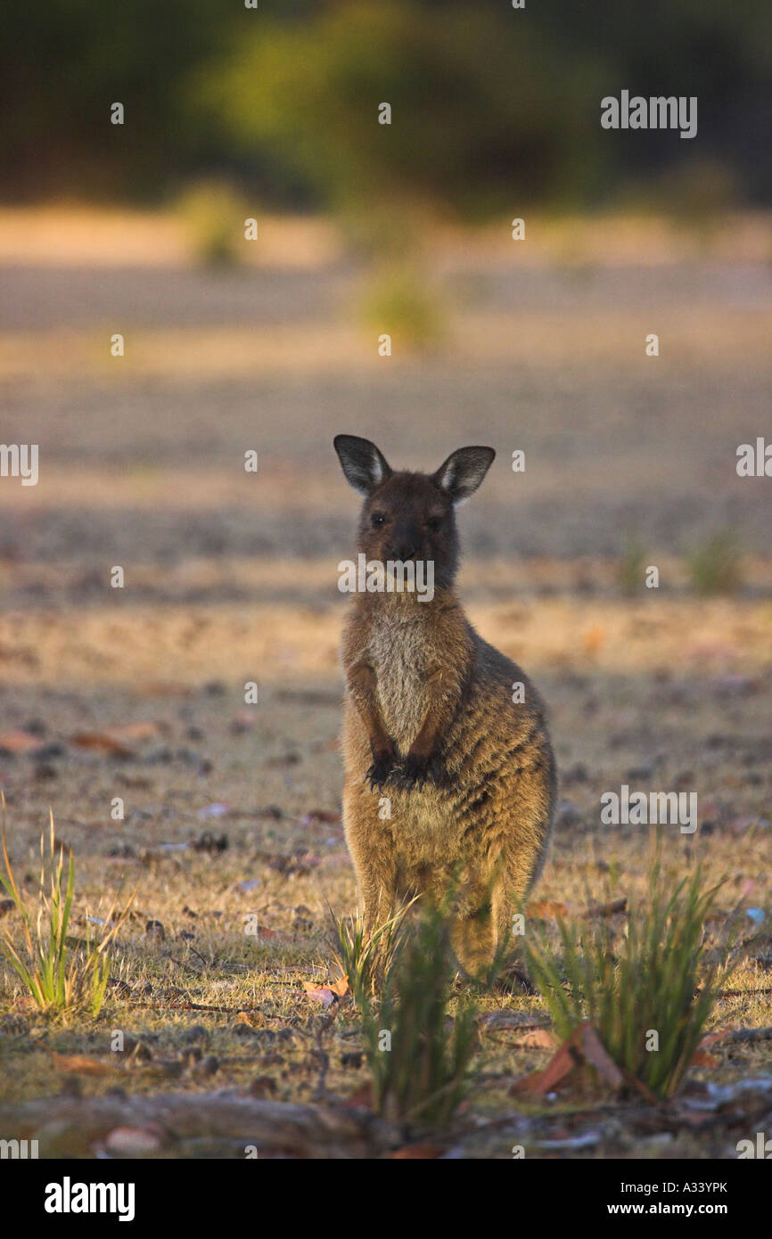 westliche graue Känguru, Macropus Fuliginosus, joey Stockfoto