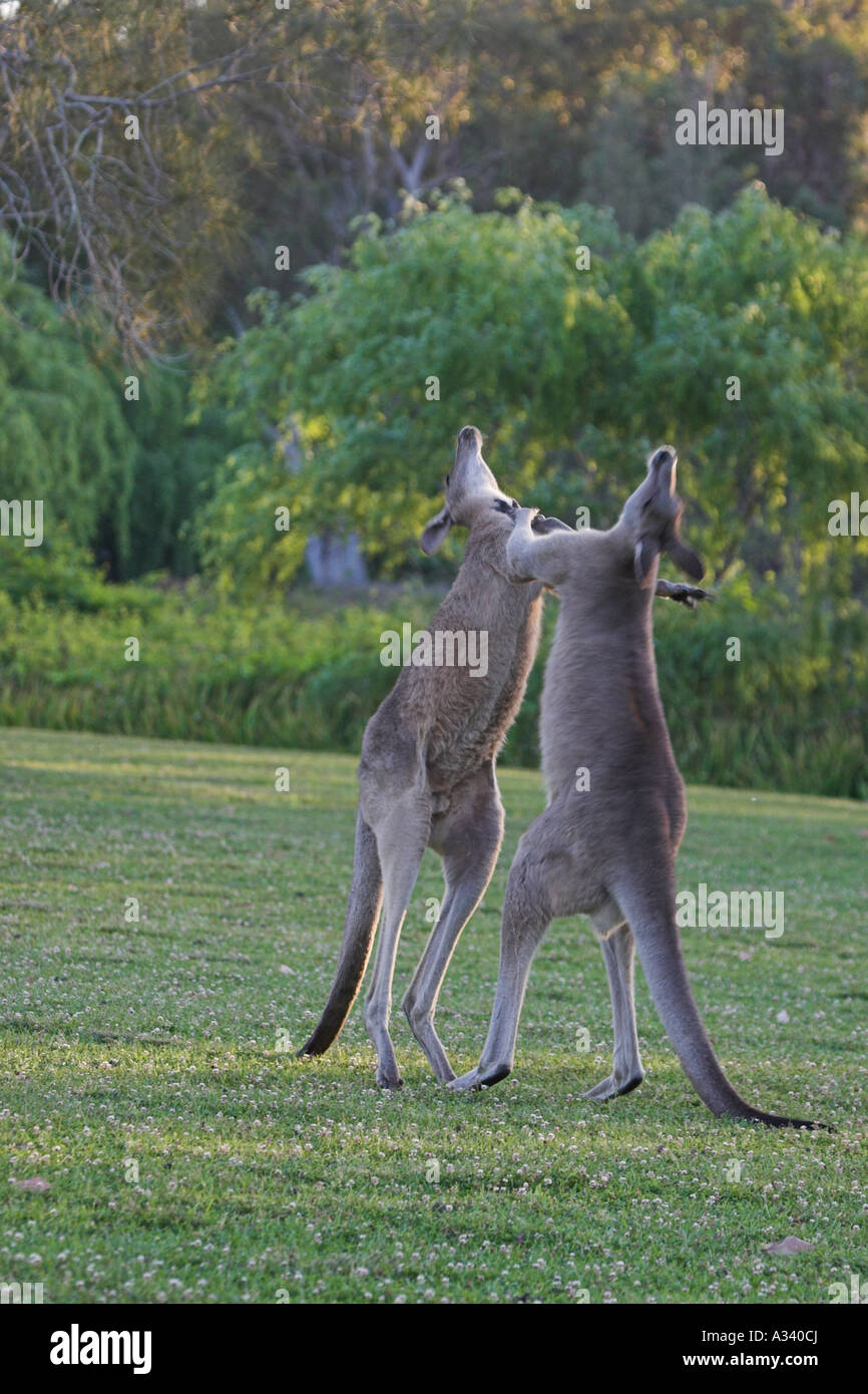 östliche graue Kängurus, Macropus Giganteus, Boxen Stockfoto