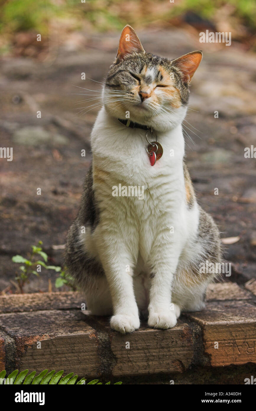 die Katze sitzt auf einem Schritt Stockfoto