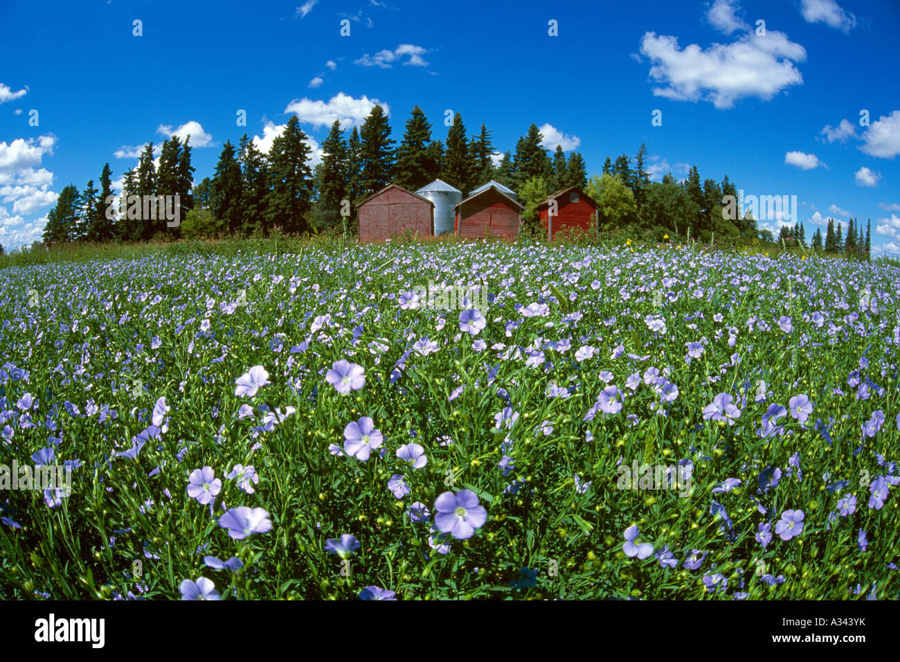 Landwirtschaft - Grossfeld Mitte Wachstum Flachs Pflanzen in voller Blüte / in der Nähe von Killarney, Manitoba, Kanada. Stockfoto
