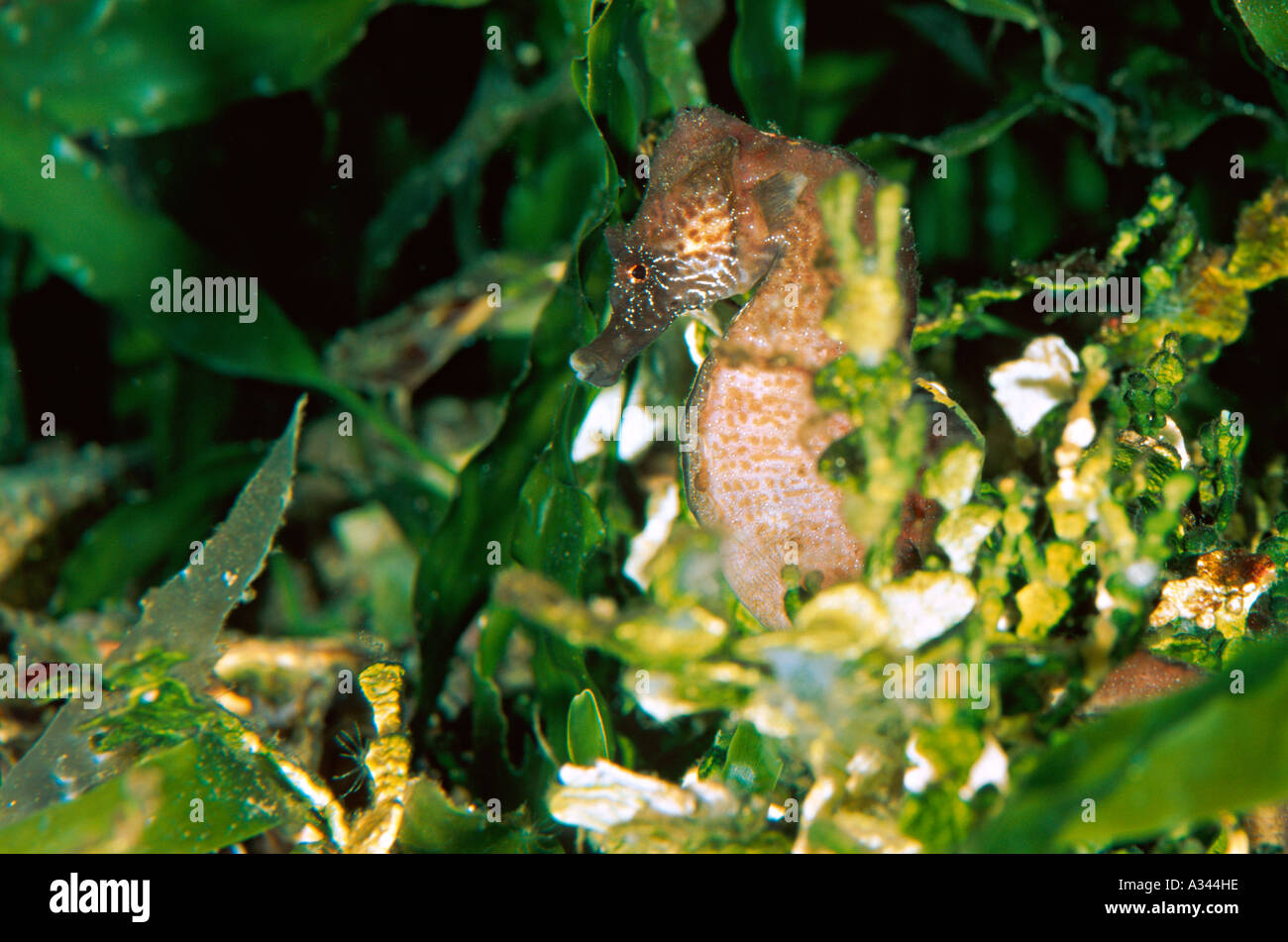 Kurze snouted Seepferdchen Hippocampus hippocampus Stockfoto