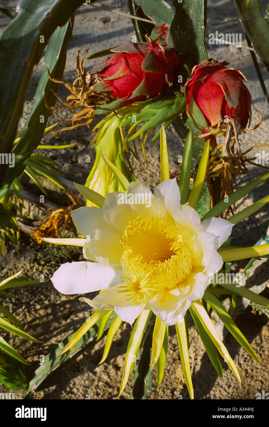 Landwirtschaft - kommerziell angebaut Drachenfrucht mit blühenden Blumen und reifen Früchten / Borrego Springs, Kalifornien, USA. Stockfoto