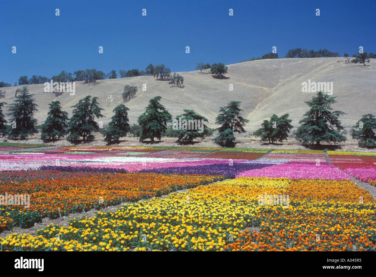 Ein Blumen-Bauernhof produzieren Blumen in verschiedenen Farben macht eine sehr markante Landschaftsfoto. Stockfoto