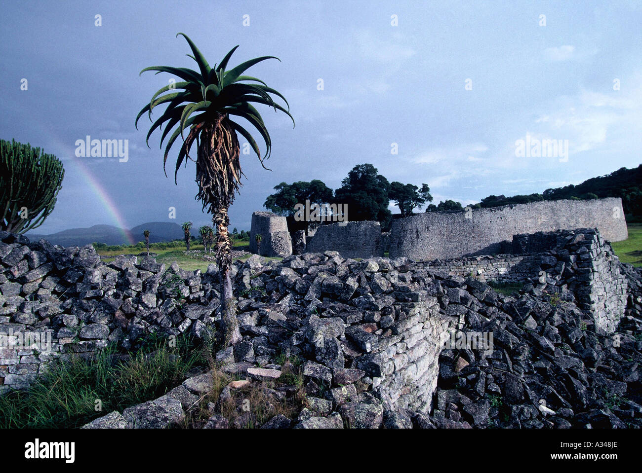 Aloe Excelsor in den Tal-Ruinen Stockfoto