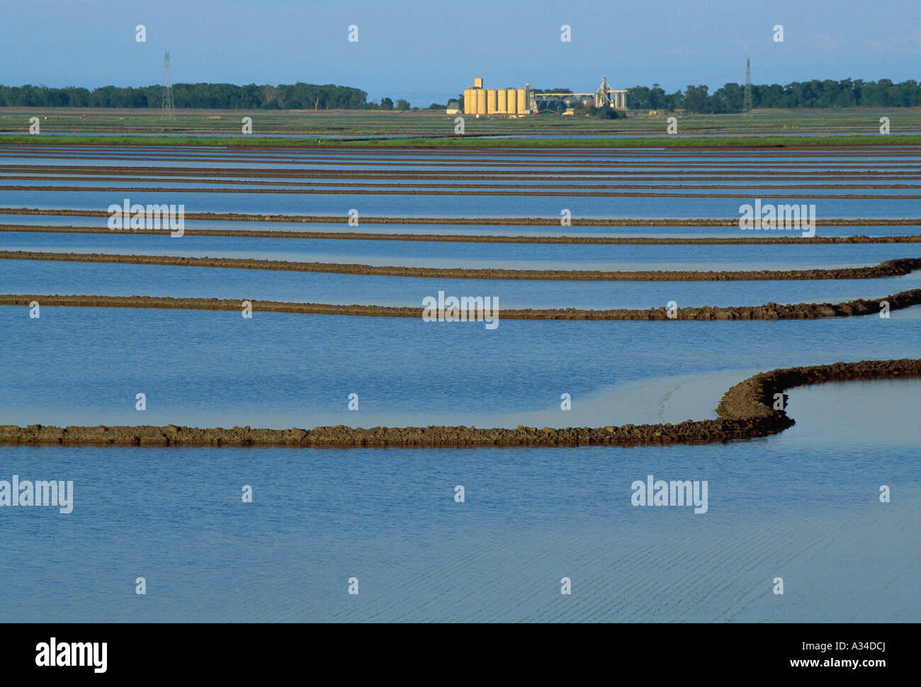 Reisfelder überflutet im zeitigen Frühjahr vor frühen Wachstum Reis mit Reis Aufzug in Ferne erscheint / Koreaners, Kalifornien, USA. Stockfoto