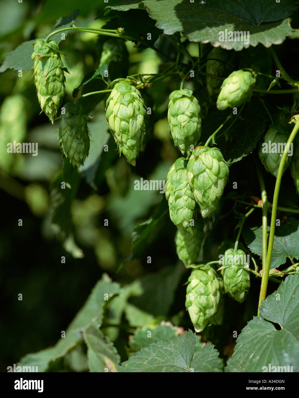 Landwirtschaft - Hop Kaffeepads in Trauben am Rebstock hängen / Yakima County, Washington, USA. Stockfoto