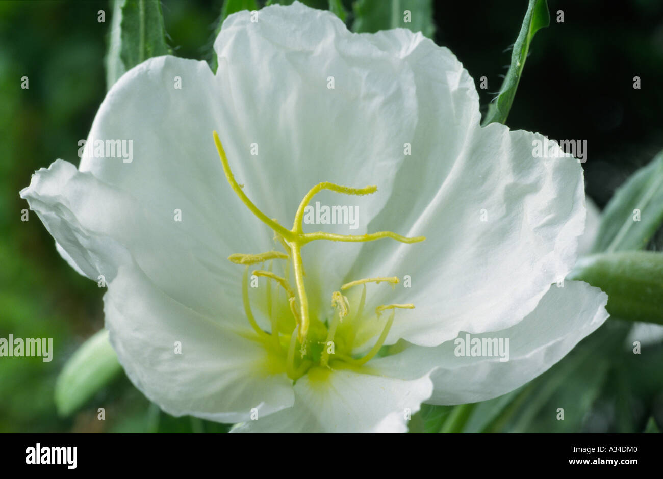 Oenothera Pallida "Wedding Bells".  Nachtkerze, Sundrops. Stockfoto