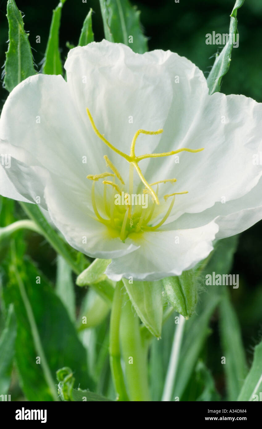 Oenothera Pallida "Wedding Bells".  Nachtkerze, Sundrops. Stockfoto