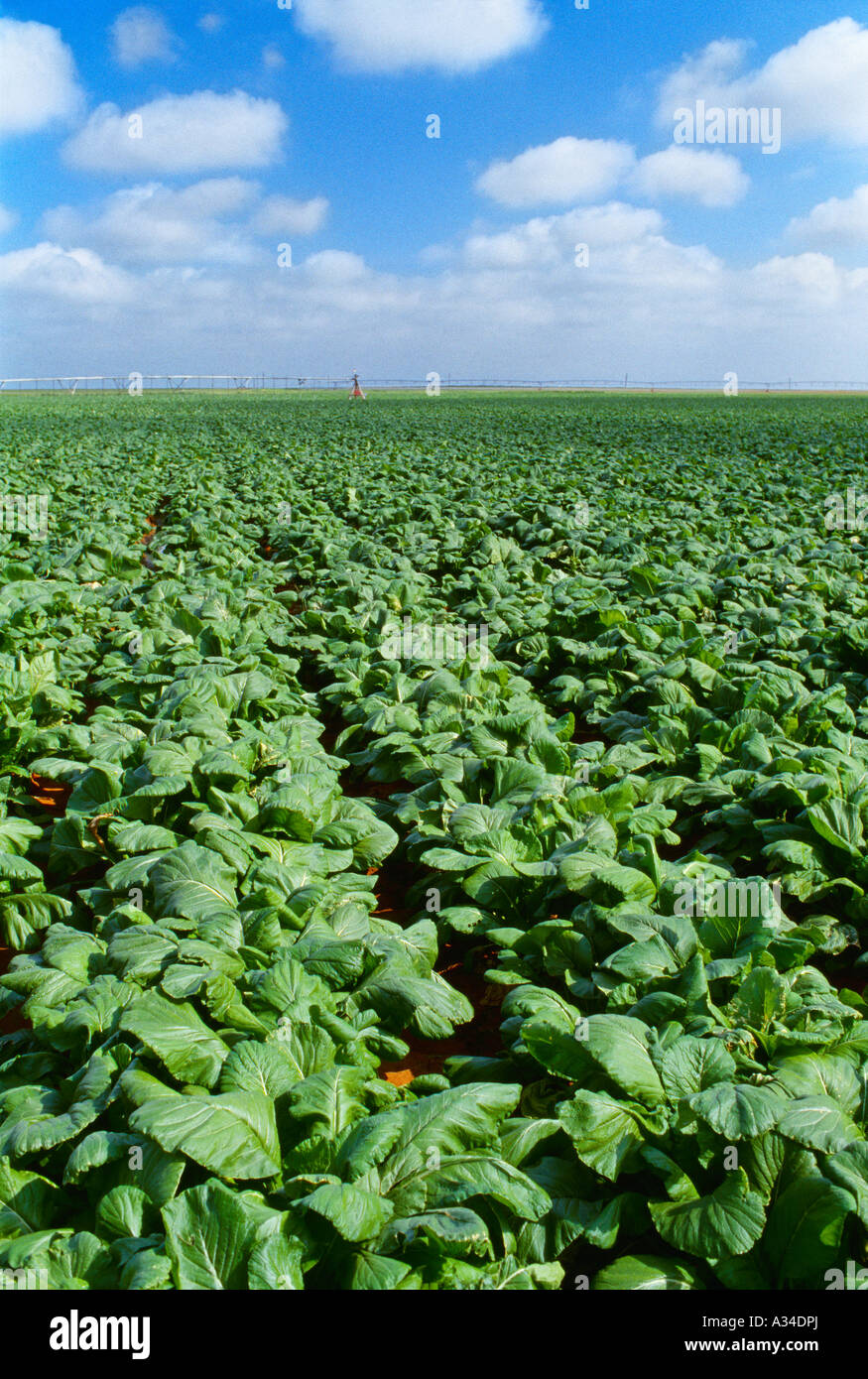 Landwirtschaft - Reifen Bereich der Senf mit ein Zentrum-Pivot-Bewässerung-System im Hintergrund / Texas, USA. Stockfoto