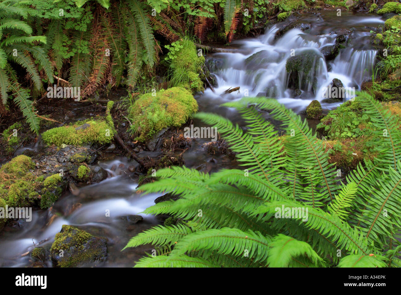 subtropischen Regenwald, USA, Washington, Olympic Nationalpark, Quinault Tal Stockfoto