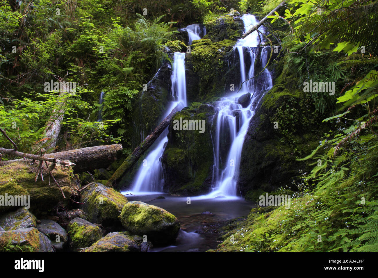 Quinault Valley, USA, Washington, Olympia, National Park, Quinault Tal Stockfoto