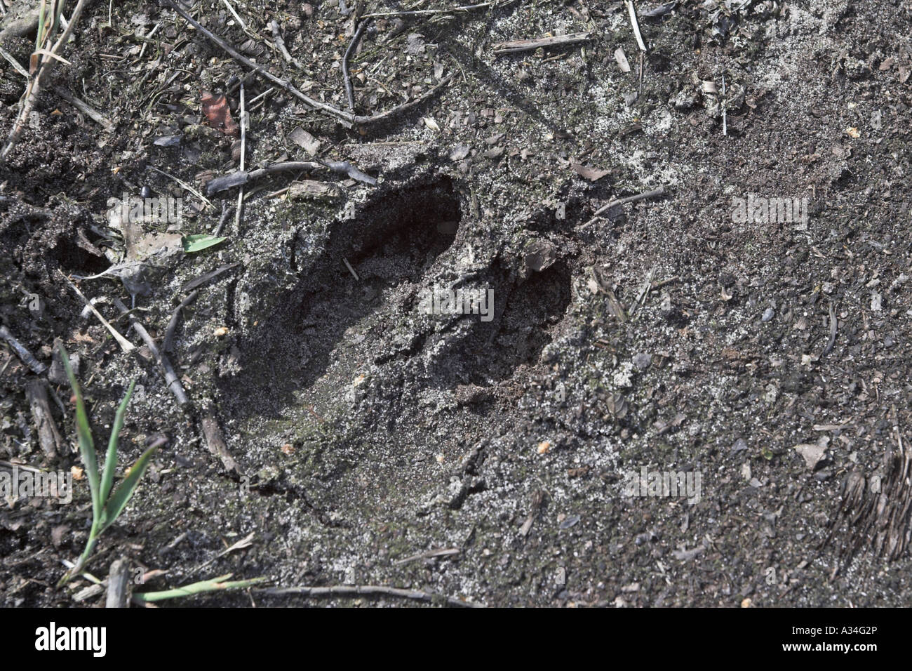 Rothirsch (Cervus Elaphus), Fussspuren Stockfoto