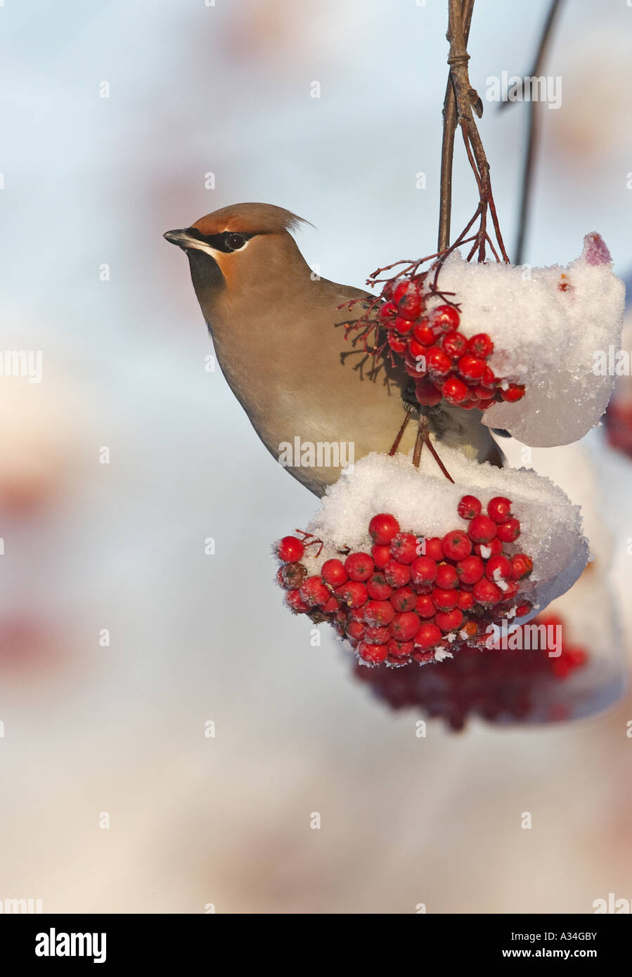 Böhmische Seidenschwanz (Bombycilla Garrulus), am europäischen Eberesche im Winter, Finnland Stockfoto