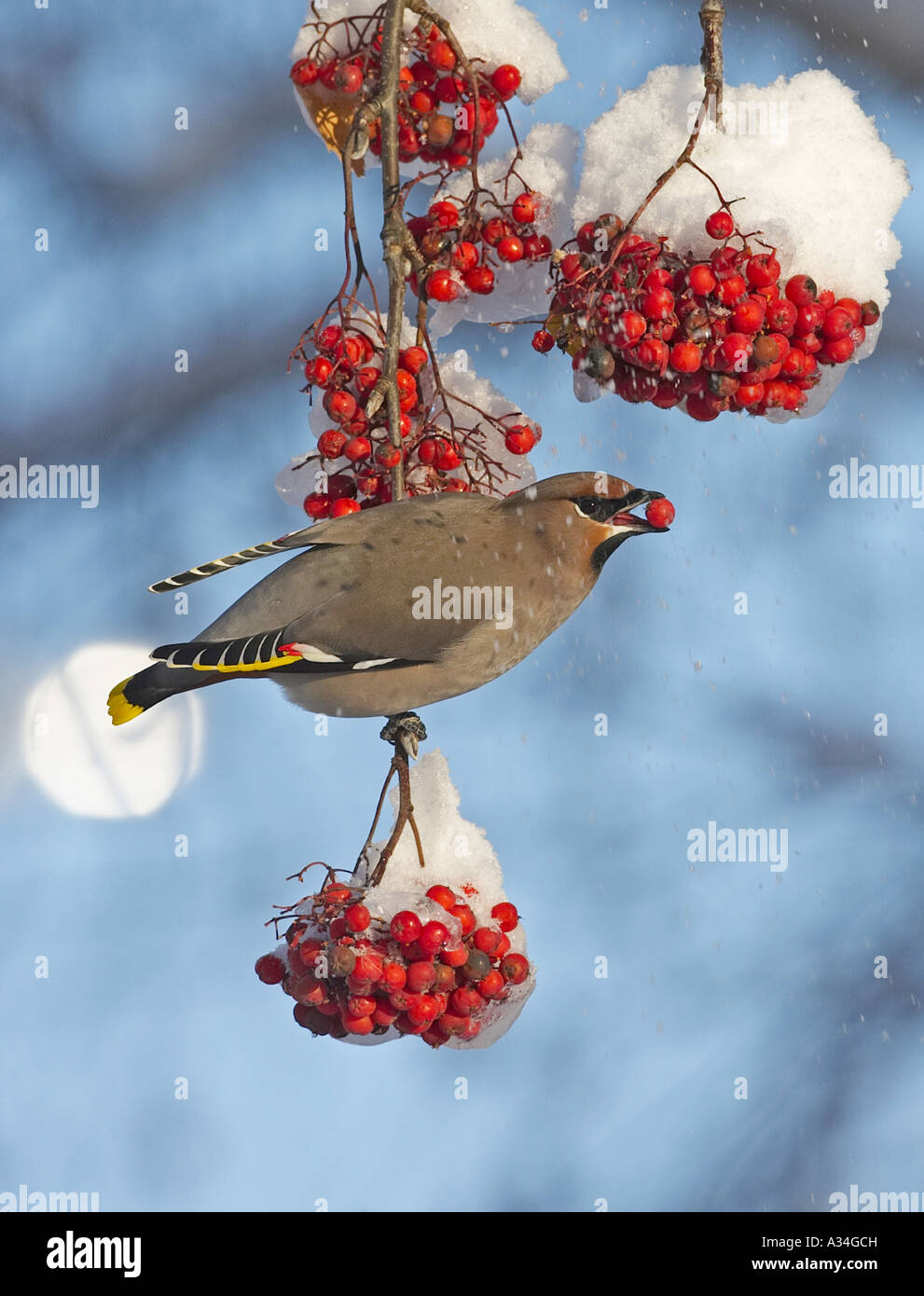 Böhmische Seidenschwanz (Bombycilla Garrulus), am europäischen Eberesche im Winter, Finnland Stockfoto