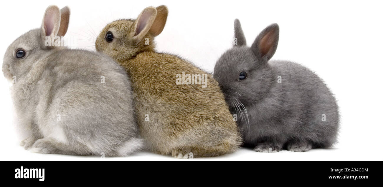 Zwerg-Kaninchen (Oryctolagus Cuniculus F. Domestica), drei Netherland Zwerg Hasen Stockfoto