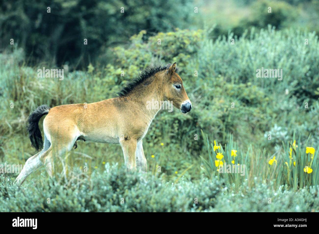 Exmoor Pony (Equus Przewalskii F. Caballus), Fohlen, Niederlande Stockfoto