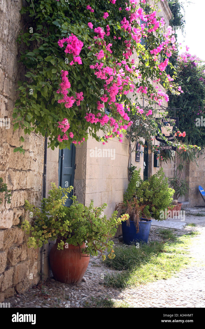 Papierfabrik, Four-o'clock (Bougainvillea-Hybride), Altstadt von Rhodos, Griechenland Stockfoto