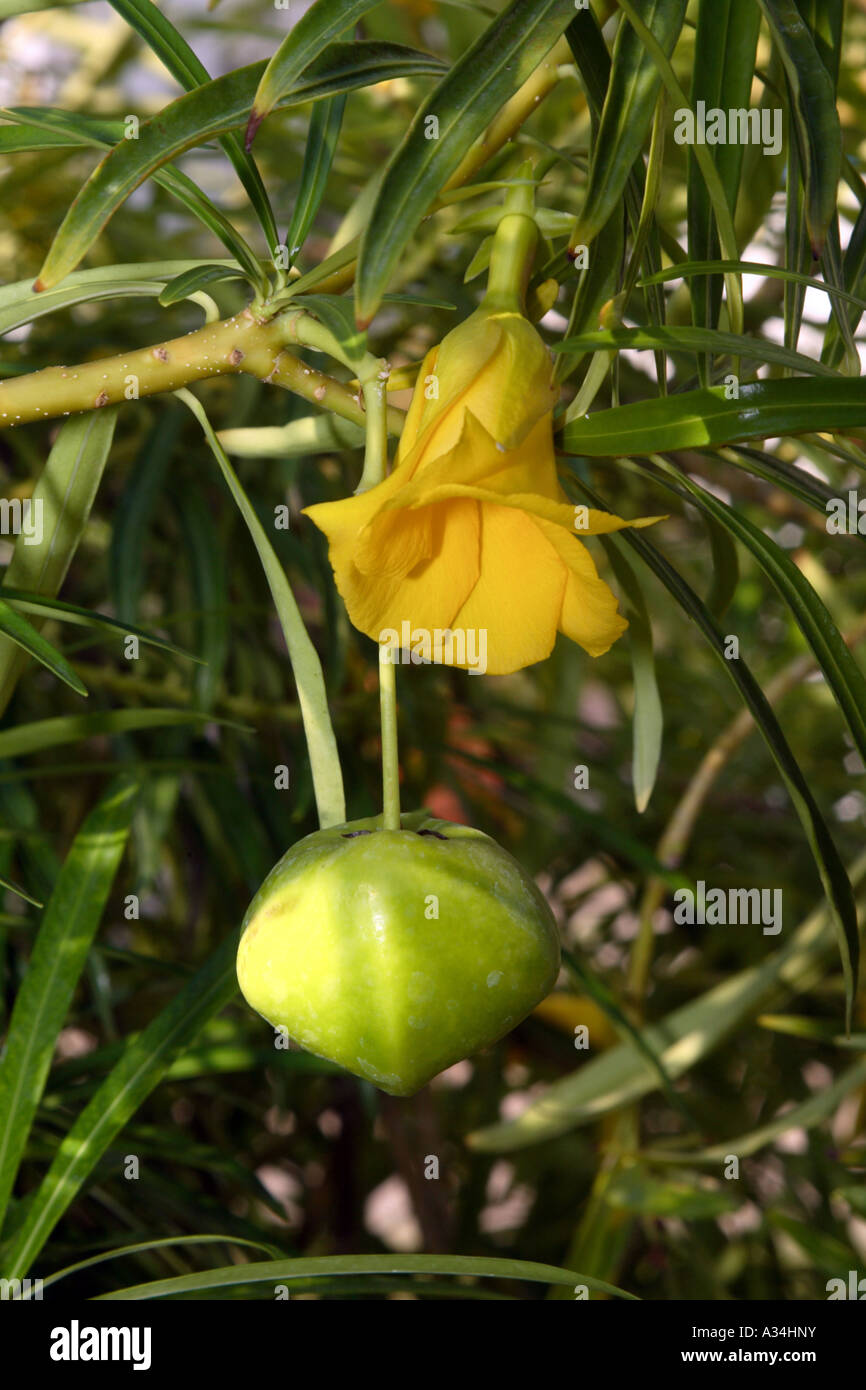 Glückliche Mutter, gelben Oleander, mexikanische Oleander, werden noch Bestill, Bestill Baum (Thevetia Peruviana), Blüte und unreife Frucht Stockfoto