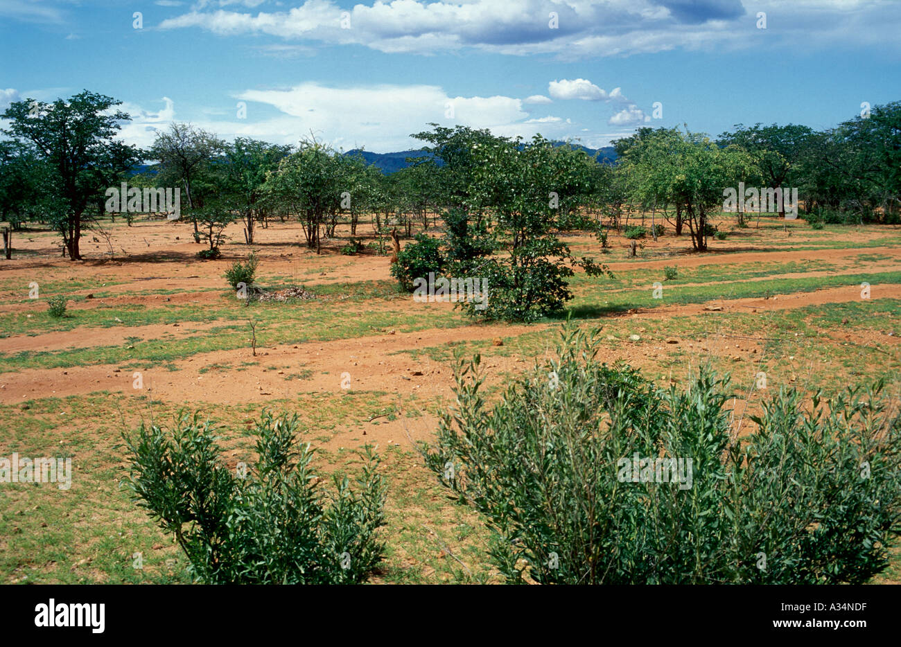 Überweideten Ranchland in der Regenzeit in NW Namibia östlich von Opuwo Kaokoveld Namibia Stockfoto